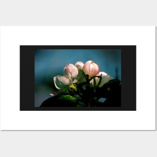 Apple Tree Flower Buds Posters and Art